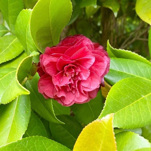 Meet your Posher, Samantha - Picture 1 of 1